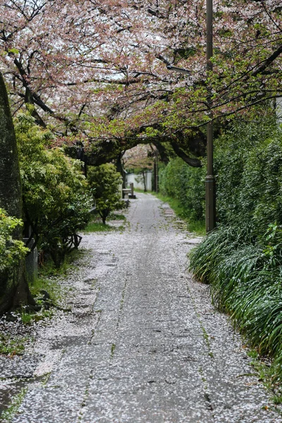 Alley with fallen cherry blossom petals