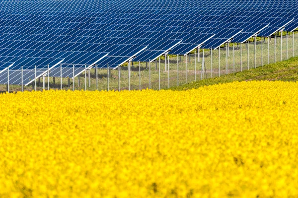 Solar panels in a rapeseed field