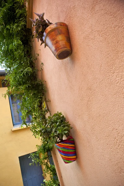 Potted plants against a wall