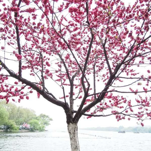 Pink peach blossom flower tree along the lake