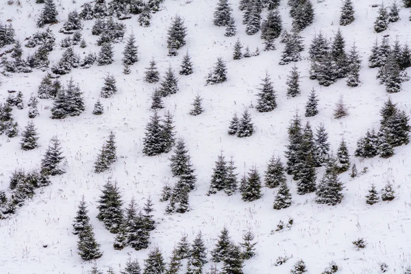 Background with snow covered little trees. Texture of snow-cover