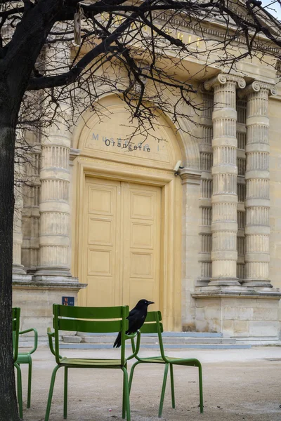Raven sitting on a bench at the old Parisian street. Vertical sc