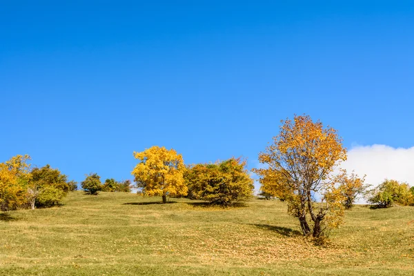 Beautiful orchard in a sunny autumn day. Horizontal view of a or