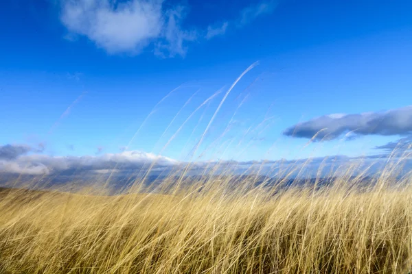 Dry grass with blue sky behind. Horizontal perspective of dry gr