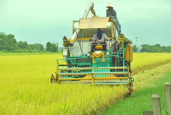 Frontview of rice harvesting with combine harvester
