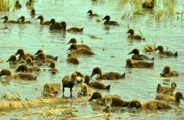 Herd of ducks in basin on the rice field