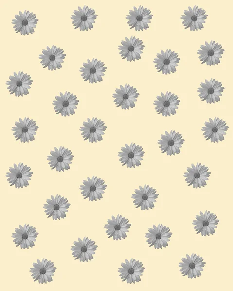 Flowers of camomile isolated on dark brown background. Isolated chamomile flowers on background. Floral camomile, chamomile design element, graphic art. Illustration of floral, camomile flowers.