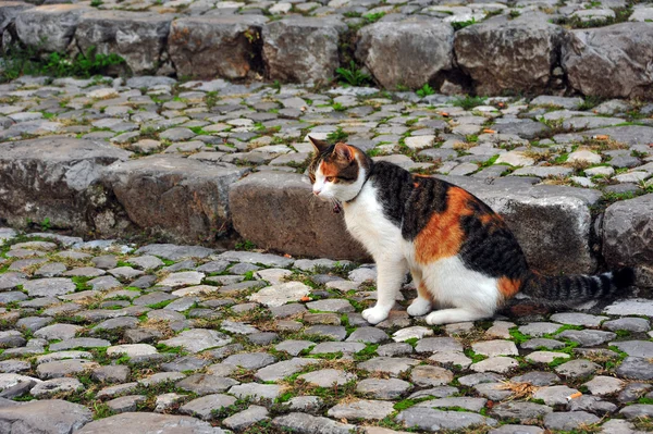 Cat sitting on the cobblestone road in Italy. Collar cat sitting on the road.