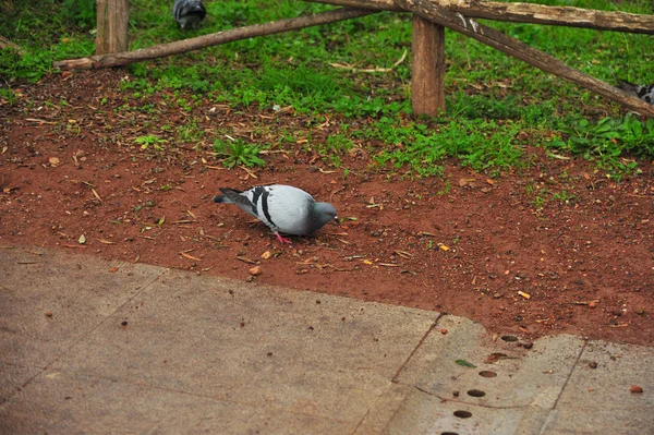 Pigeon are pecking on the ground. Dove on the ground. Bird on isolated natural background.