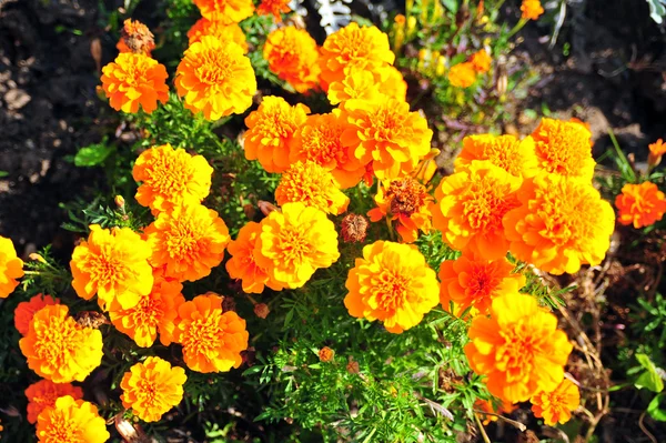Marigold bright flowers with green leaves in the garden. Flowers close up, growing, top view. Bright marigold flowers from above. Flora design, flower background, garden flowers. Flowers no people.