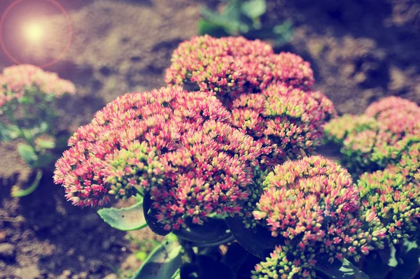 Summer flower, pink cabbage decorative.Flowers close up top view. Flowers not people. Nature flowers background with sunshine. Flowerbed with pink flowers.