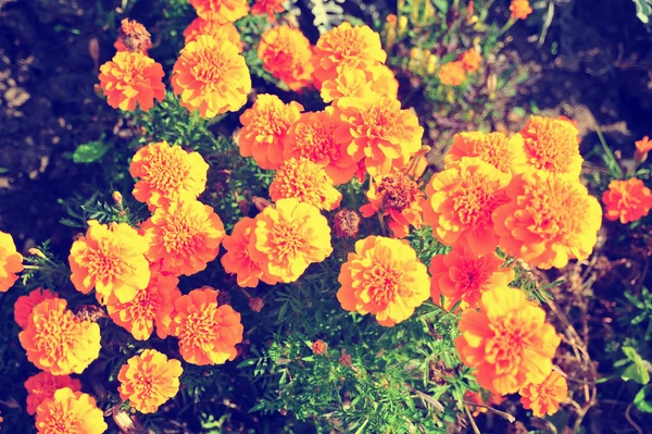 Marigold bright flowers ith green leaves in the garden. Flowers close up, growing, top view. Bright marigold flowers from above. Flora design, flower background, garden flowers. Flowers no people.