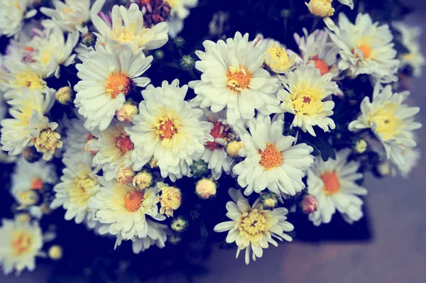 Camomille bright flowers with green leaves in the garden. Flowers close up, growing, top view. White flowers macro from above. Flora design, flower background, garden flowers. Flowers no people.