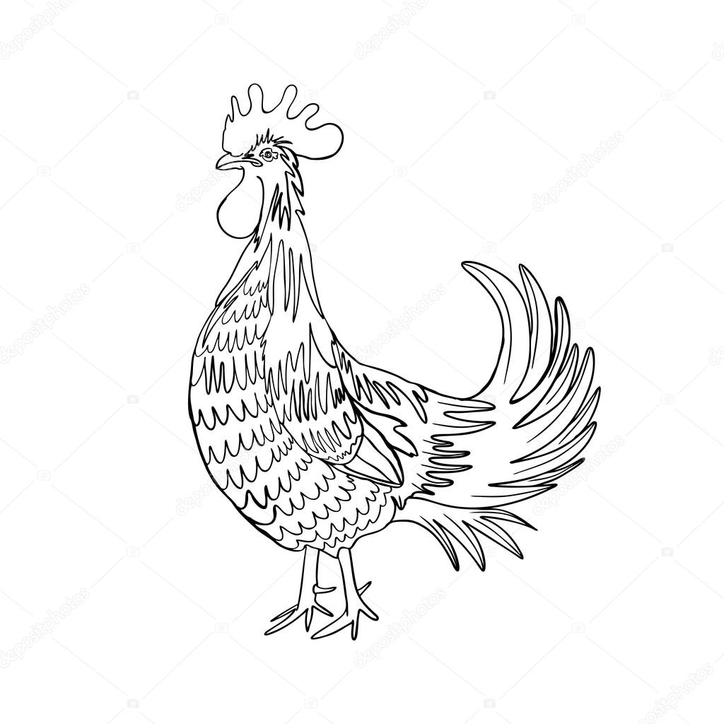 Image dune main tirant le coq ou le coq noir sur fond blanc. Élément de conception de coq du zodiaque chinois pour la décoration du nouvel an chinois.