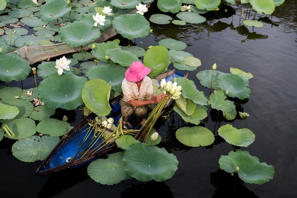 Man on boat picking lotus in pond