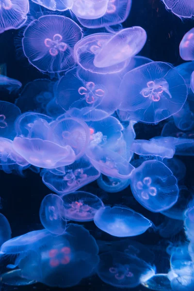Jelly fish background