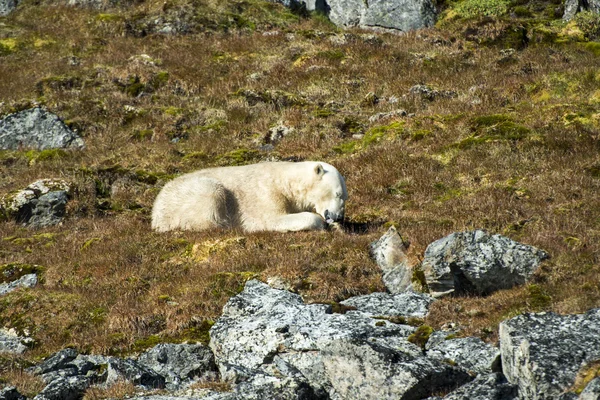 Polar bear in the wild Greenland. The landscape of the Arctic. Animals, rocks, mountains, tundra.