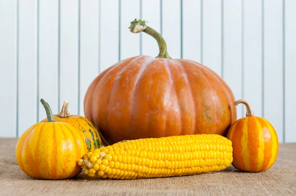 Autumn still life pumpkins, corns against the background of white wooden wall. autumn harvest - healthy food