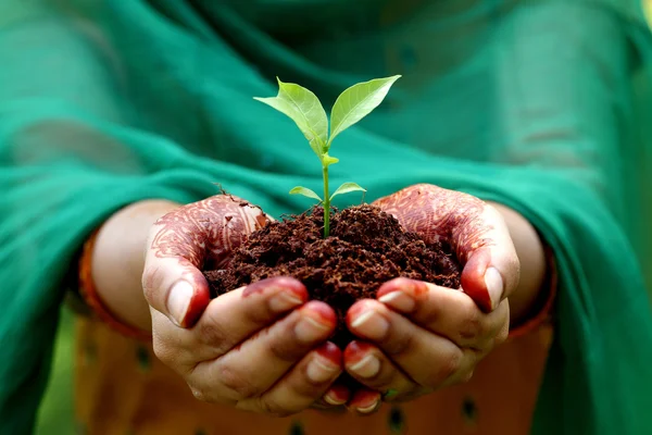 Hands holding small plant - New life