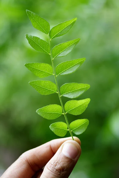 Holding green curry leaves