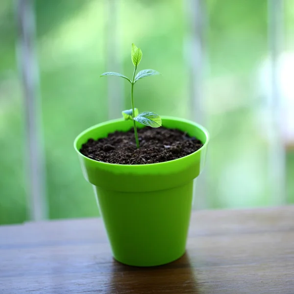 Plant growing in soil