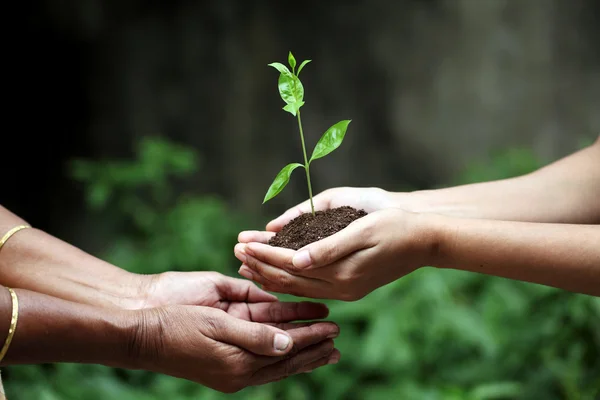 Young hands giving plant