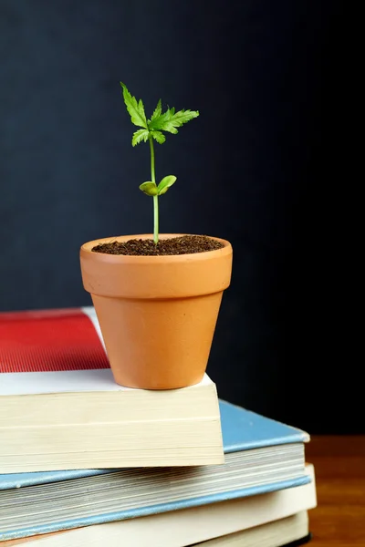 Young plant on stack of books