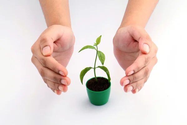 Woman hand\'s protecting a baby plant