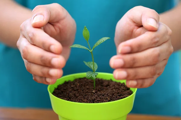 Hands protecting a young plant