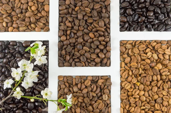 Different types of coffee grains