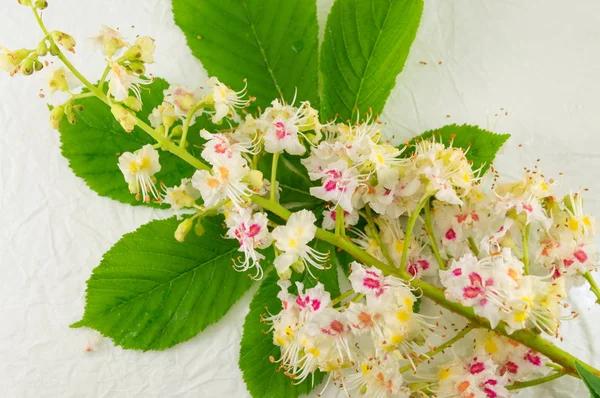 Wild chestnut flowers in bloom