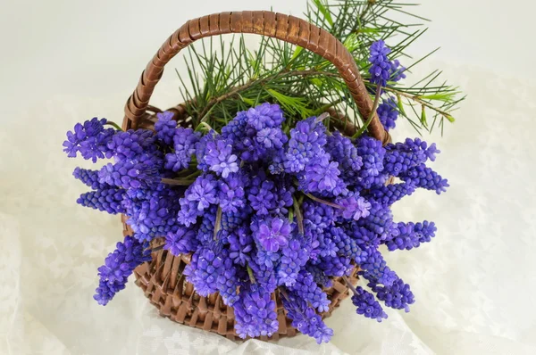 Hyacinth flowers in a basket. Romantic present