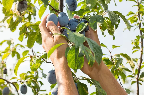 Male hands picking plums from the tree