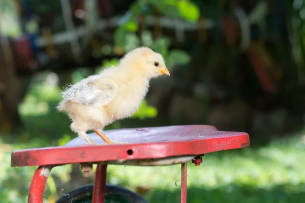 Baby chicken on toy bicycle seat