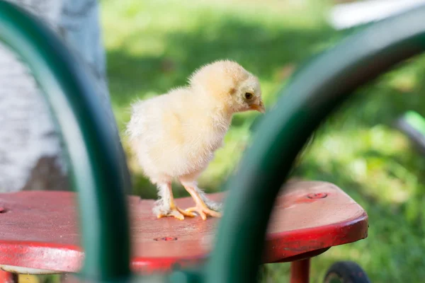 Baby chicken on toy bicycle seat