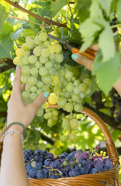 Female hand picking grapes