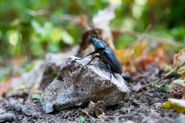 Beetle on a stone