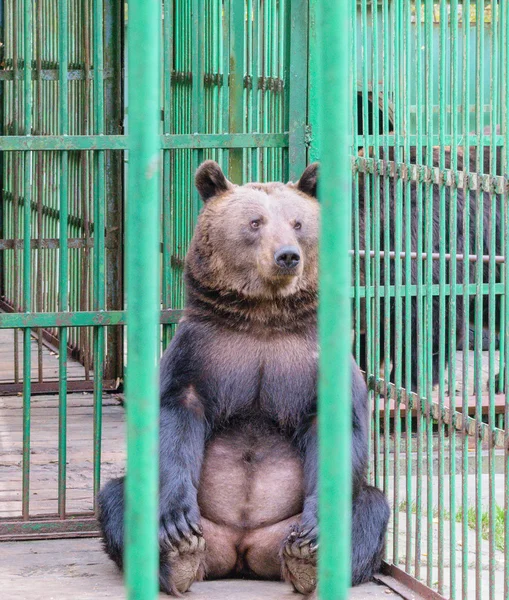 Brown bear behind bars in a cage