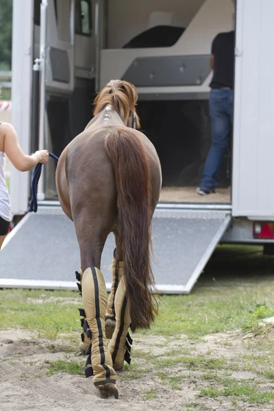 Sport horses are in the trailer for the trip on competitions.