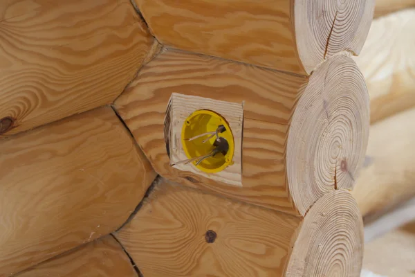 Holes for the electrical outlets in a log house.