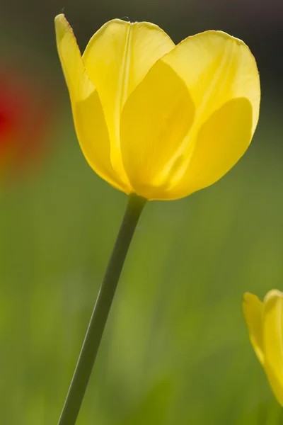 Yellow tulip flower in the sun.