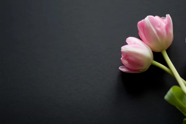 Tulips on a black background
