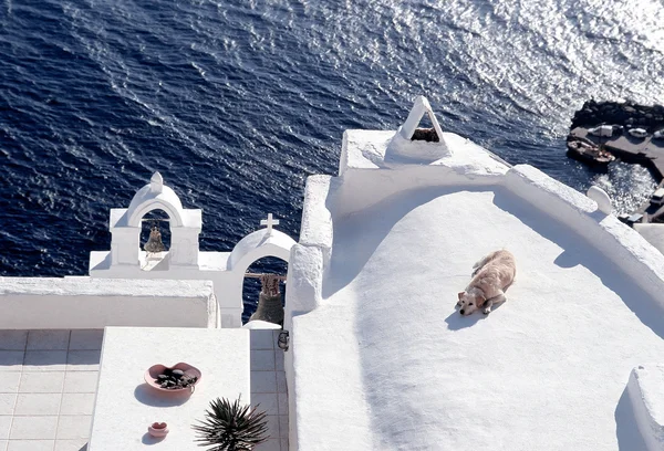 Relaxing dog on rooftop at Santorini