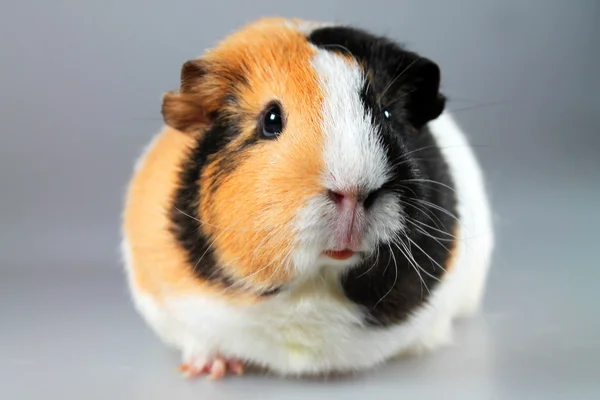 Multicoloured guinea pig