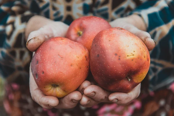 Women's hands holding apples.