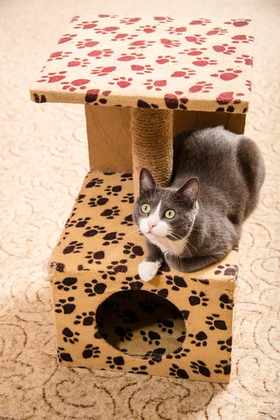 Cat\'s house. The cat sits in a small house for cats