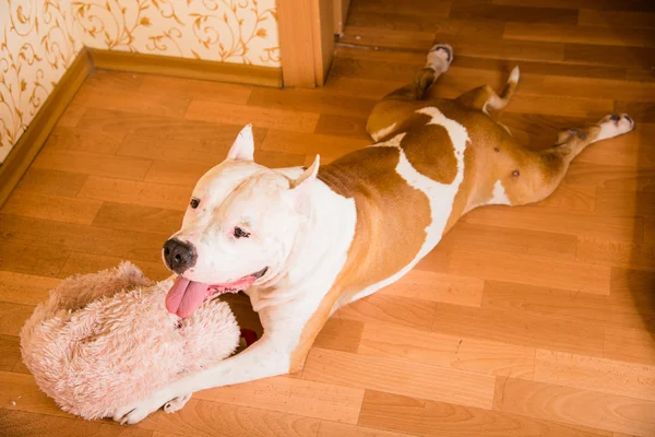 Dog breed Staffordshire Terrier lying on the floor in the apartm