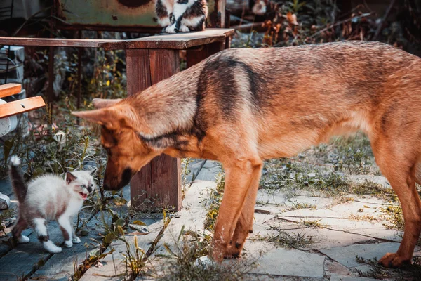 Big dog and small kitten