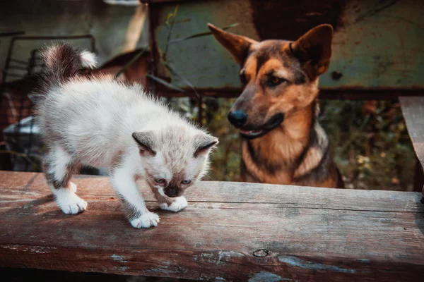 Big dog and small kitten