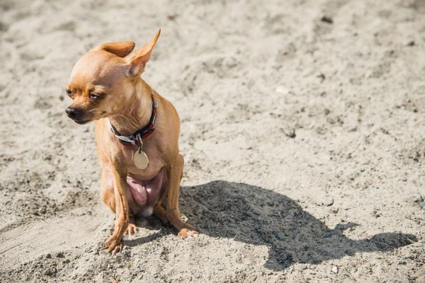 Dog Toy Terrier